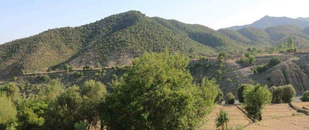 خوست کې د ځنګلونو د پرې‌کولو په تور ۶ کسان نیول شوي