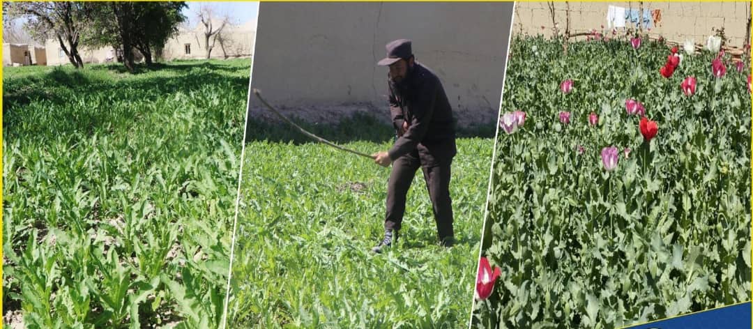 کندهار کې پر ۶۰ جریبه ځمکه کرل شوی کوکنار اړول شوي