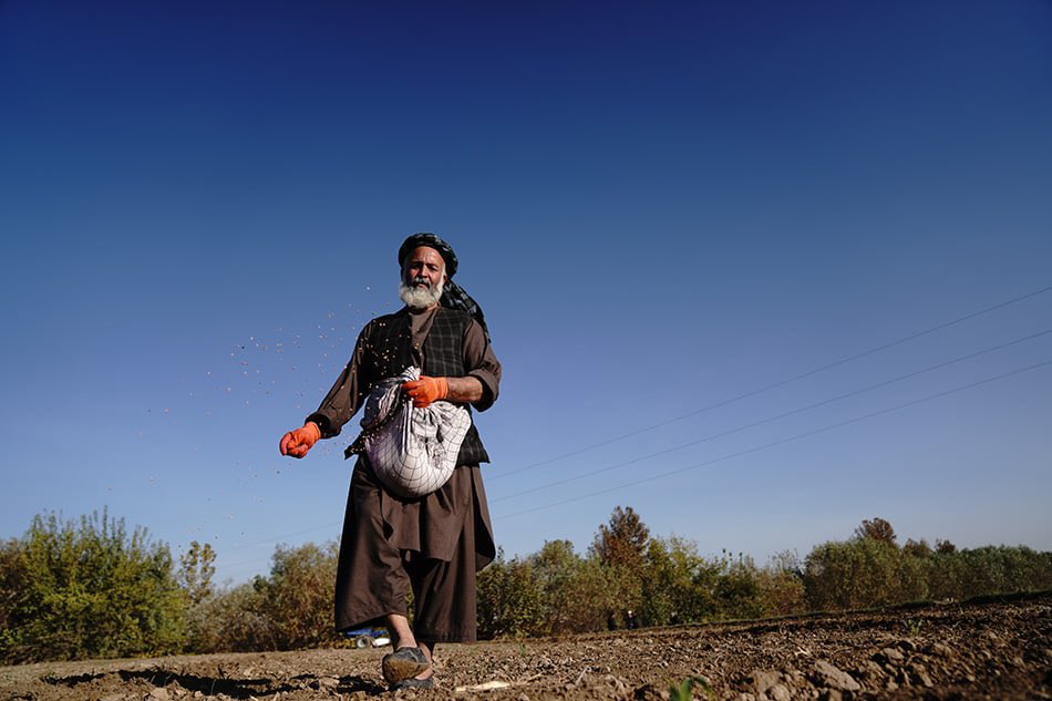 سازمان غذا و کشاورزی سازمان ملل متحد ۳۴ میلیون دالر برای حمایت از کشاورزان افغان درخواست کرد