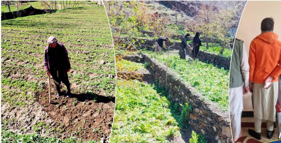 کورنيو چارو وزارت: هېواد کې مو پر نږدې ۷۱۰ جريبه ځمکه کرل شوي کوکنار اړولي